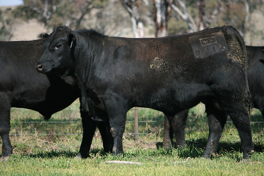 NMMD105, by the New Zealand sire Te Mania Infinity 04 379, was purchased in 2009 for $14,000 for use in A.I. programs with our maiden heifers. 