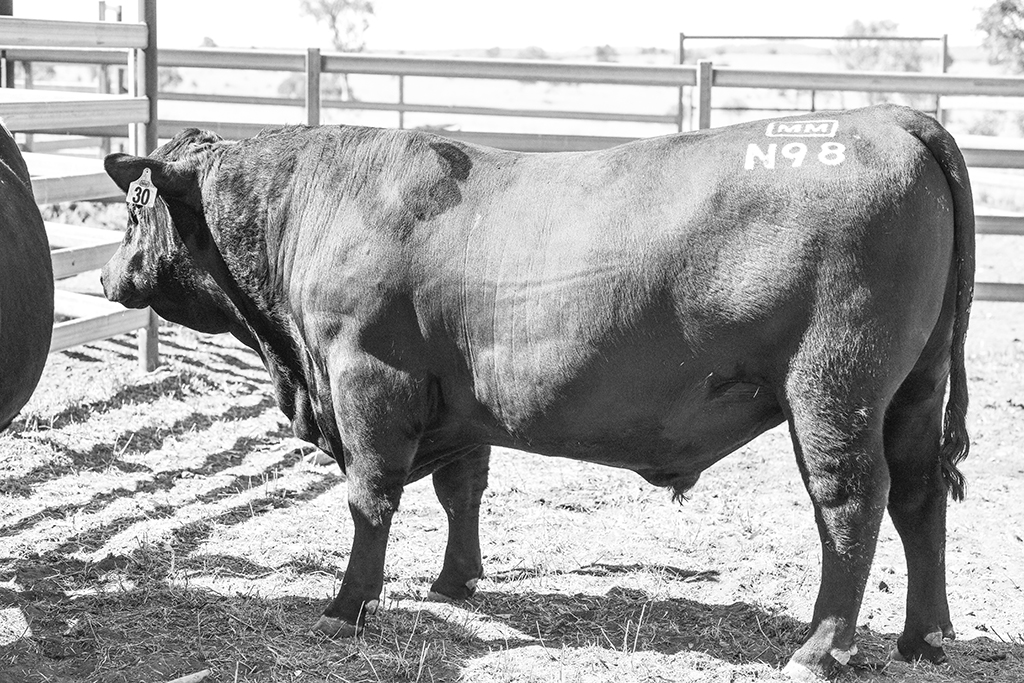 NMMN98 was purchased in 2018 for $18,000. He is by MM Klooney K42 out of a Hingaia 469 cow.